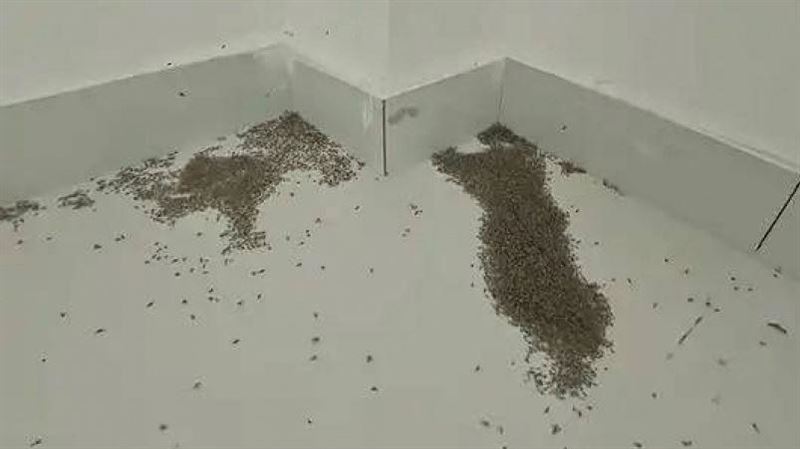 河南地表飆破73℃！極端熱浪蚊子集體暴斃