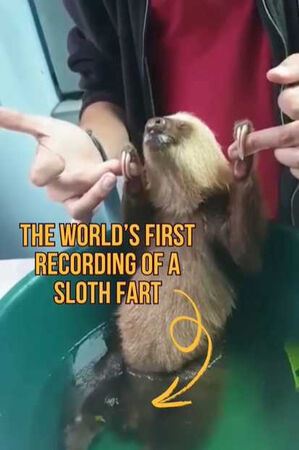 英動物學家庫克分享了一段樹懶放屁的影片,顛覆傳統認知。(圖/翻攝自IG@luckycooke)