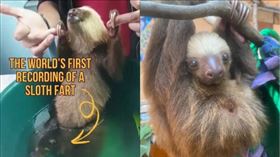 ▲英國科學家庫克分享了一段樹懶放屁的影片，顛覆傳統認知。（圖／翻攝自IG＠luckycooke）