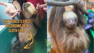 科學家被打臉！樹懶首見「屁泡」視頻曝