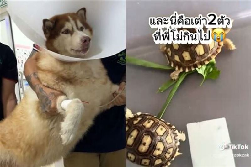 哈士奇把朋友寄養的2隻陸龜給吞了，飼主傻眼送醫。（圖／翻攝自TikTok）