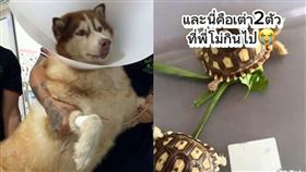 哈士奇吞烏龜，飼主傻眼送醫，X光照驚見龜殼。（圖／翻攝自TikTok）