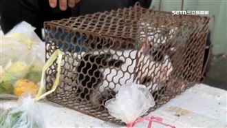 獨／幼貓塞鼠籠賤賣　菜販阿婆恐觸法神隱