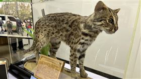 生多所救治並凍存石虎精液  以備保種復育之需根據農業部生物多樣性研究所統計，全台石虎目前存活隻數約400到600隻，生多所表示，除了救傷訓練野放，也於救治時進行直腸按摩採精凍存，以備人工復育之需。圖為石虎標本。中央社記者楊淑閔攝  113年3月19日