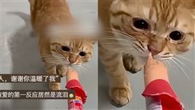 熱狗,細菌,淚腺,流浪貓,感動