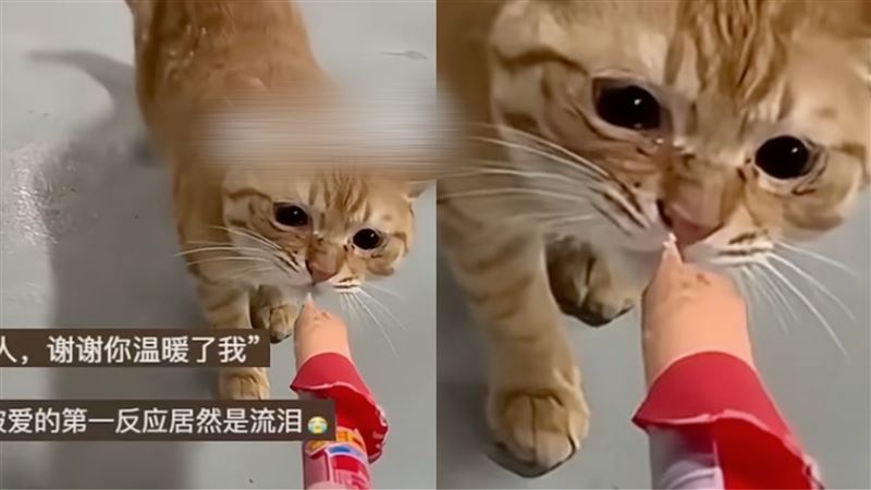 流浪貓吃了熱狗,眼眶泛淚,拍攝者認為是貓咪心領善意。 (圖/翻攝自YT)
