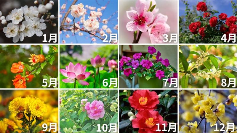 十二花神代表花(圖/CANVA製作)