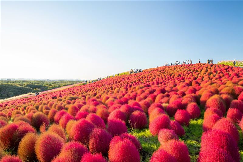 日立國營海濱公園,秋季限定漸層波波草。(圖/易飛旅遊提供)