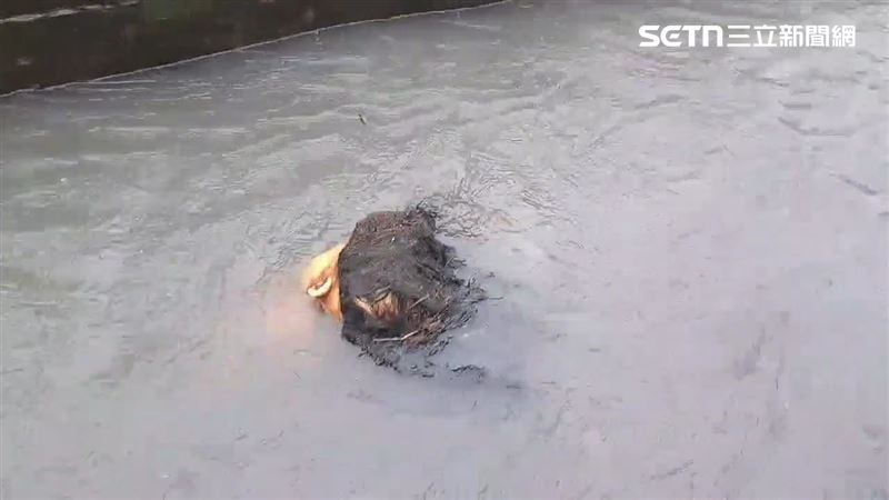 台東縣豪雨不斷,溝渠內驚見「人頭」載浮載沉。(圖/翻攝畫面)