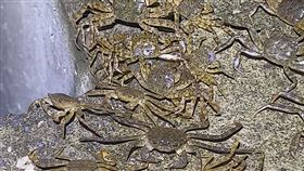 「蟹」潮大爆發，特寫畫面相當震撼。（圖／新北市水利局）

