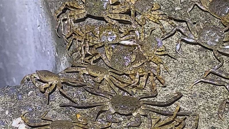 碧潭堰驚見「毛蟹大軍狂爬」！魚道被擠爆