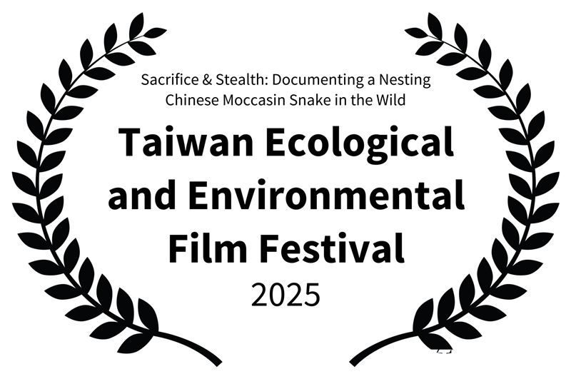 農業部林業及自然保育署台中分署製作《守護：百步蛇野外護卵孵化紀錄》全球首部百步蛇野外生殖生態紀錄影片，入圍作第三屆台灣生態環境影展兩項大獎。（圖／林業保育署台中分署授權提供）