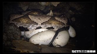 林業署拍到世界第一支百步蛇孵蛋畫面曝光