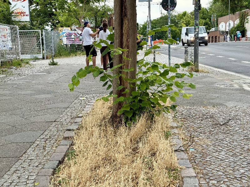 德國大城市夏季越來越頻繁出現枯黃的草地，近年需投入更多資金「養草」來綠化城市。圖為柏林行道樹下乾枯發黃的雜草。（圖／中央社）