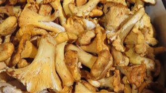 3年出包4次!聯馥食品「黃蘑菇」輻射超標