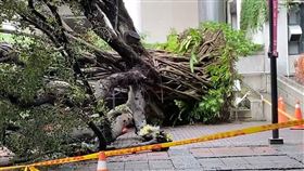 逢甲大學，60年榕樹倒塌，壓死學生，中檢找樹醫生勘查，感染褐根病(圖／翻攝畫面)