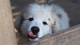 狗,寵物。（示意圖／PIXABAY）