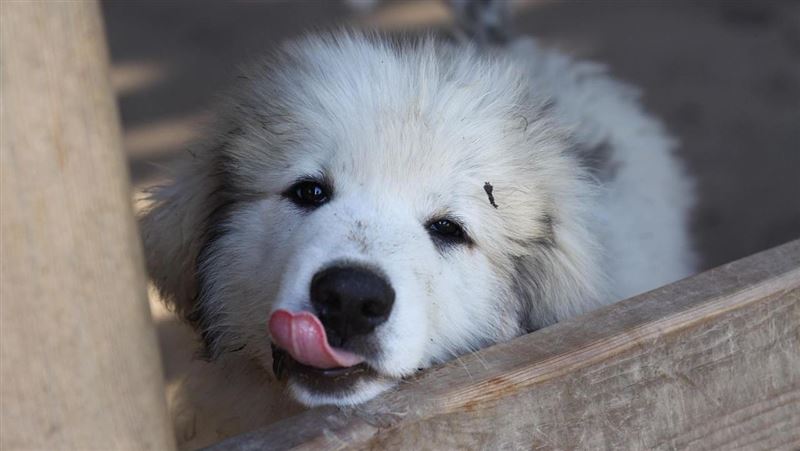 寵物犬遭拔21顆牙！飼主心疼怒告求償16萬