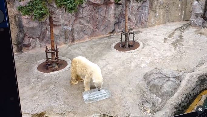 北海道旭山動物園迎戰高溫，急發蜂蜜冰柱給北極熊消消暑氣。（圖／翻攝自旭山動物園IG）