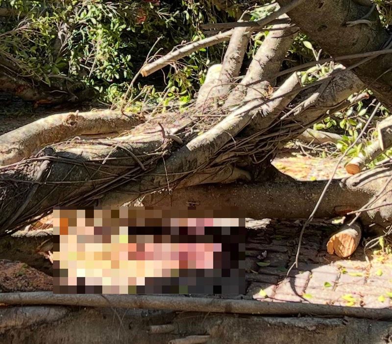吳姓男學生遭榕樹砸中死亡。(圖/翻攝畫面)