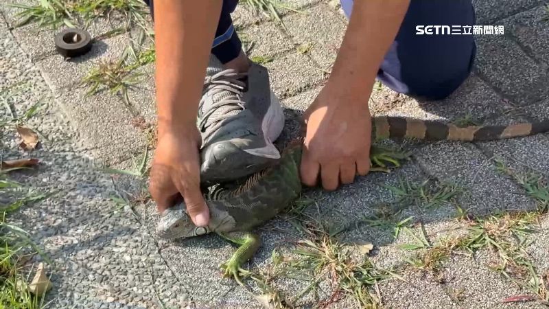 高雄「獵龍冠軍」抓到4000多隻綠鬣蜥，獎金估計高達40萬
