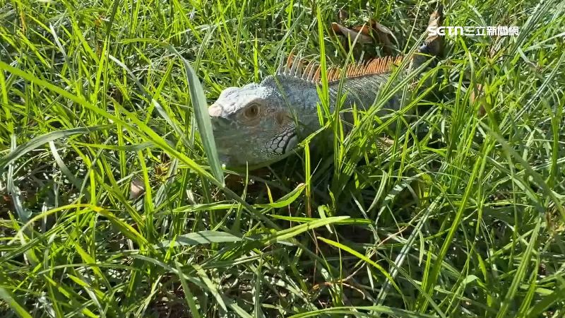 抓綠鬣蜥冠軍獎金40萬　農業局：要課稅