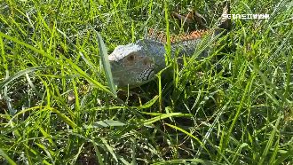 抓綠鬣蜥冠軍獎金40萬　農業局：要課稅