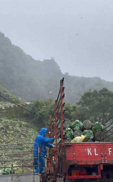 颱風期間,菜農冒著風雨搶收高山高麗菜,過程相當驚險。(圖/翻攝畫面)