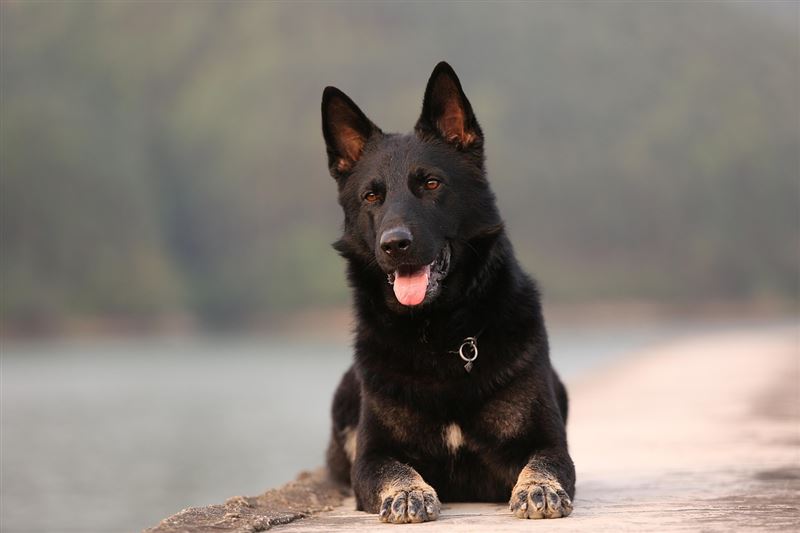 美國一名飼主帶愛犬出門，發現路人經過時都忍不住笑出聲，停下查看才驚覺，愛犬嘴裡竟叼著一個奶嘴。（圖／PIXABAY）
