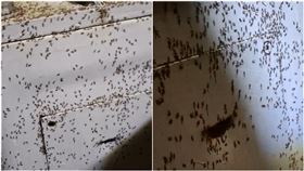 螞蟻大軍,路燈,琉璃蟻,彰化,蟻患,維修,故障（圖／蕭富子提供）