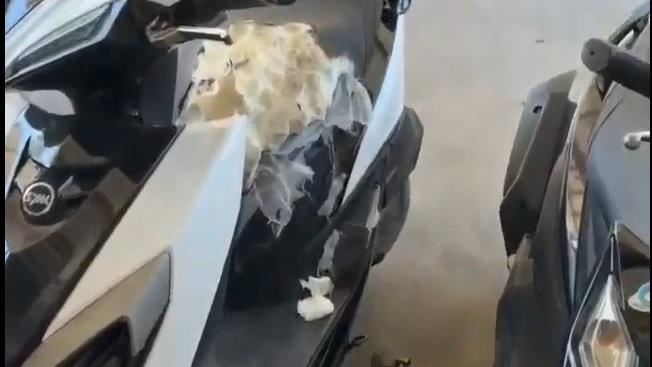 機車坐墊被破壞大卸八塊　無奈兇手竟是牠