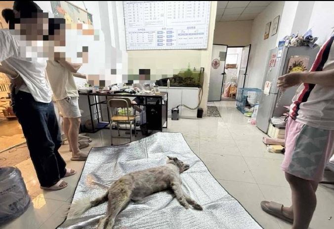 邊境牧羊犬遭長時間高溫烘乾導致當場被「活活烤死」。(圖/翻攝自微博@極目新聞)