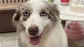 邊境牧羊犬遭長時間高溫烘乾導致當場被「活活烤死」。（圖／翻攝自微博＠極目新聞）

