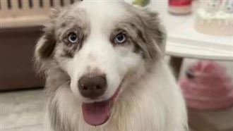 狗遭烘1小時「失禁慘死」　業者謊稱中暑