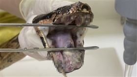 疑遭棄養的紅尾蚺。（圖／新北動保處提供） 