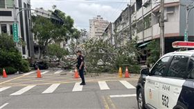台中又傳路樹倒塌！10公尺高大樹重砸3車