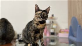 玳瑁貓阿果被認養回家後，出現嚴重的過敏反應。（圖／翻攝畫面）