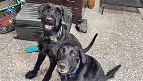 ▲搜救犬烏米與艾瑪坐在損壞的櫃子前方傻笑。（圖／翻攝自Tyfd-K9桃園搜救犬隊臉書）