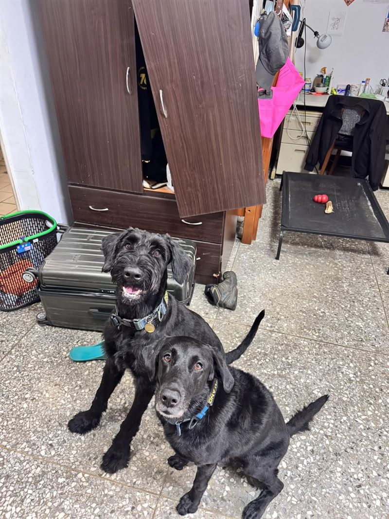 搜救犬烏米與艾瑪坐在損壞的櫃子前方傻笑。（圖／翻攝自Tyfd-K9桃園搜救犬隊臉書）
