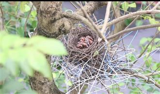 衣架誰偷了？抓賊竟是牠「鋼骨鳥巢」曝光