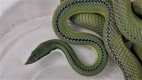 彰化鹿港住宅區日前出現一條罕見蛇類，引起附近居民緊張。（彰化動防所提供）