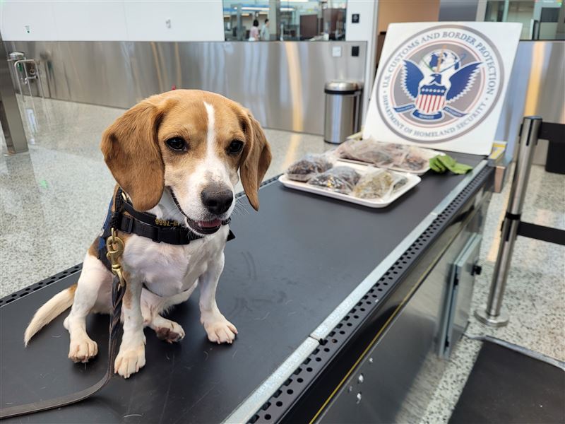 CBP拍照片分享，警犬巴基揪出旅客帶異常物品。（圖／翻攝自X@CBP）