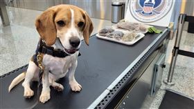CBP拍照片分享，警犬巴基揪出旅客帶異常物品。（圖／翻攝自X@CBP）

