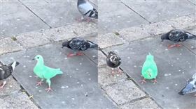 ▲英國出現一隻全身螢光綠的鴿子。（圖／翻攝自TikTok）