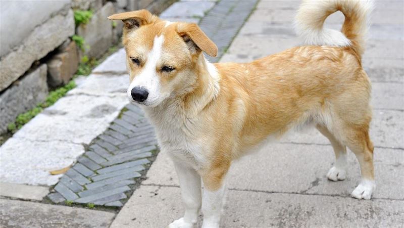 被主人忘了 忠犬苦等60天 落寞身影引淚崩