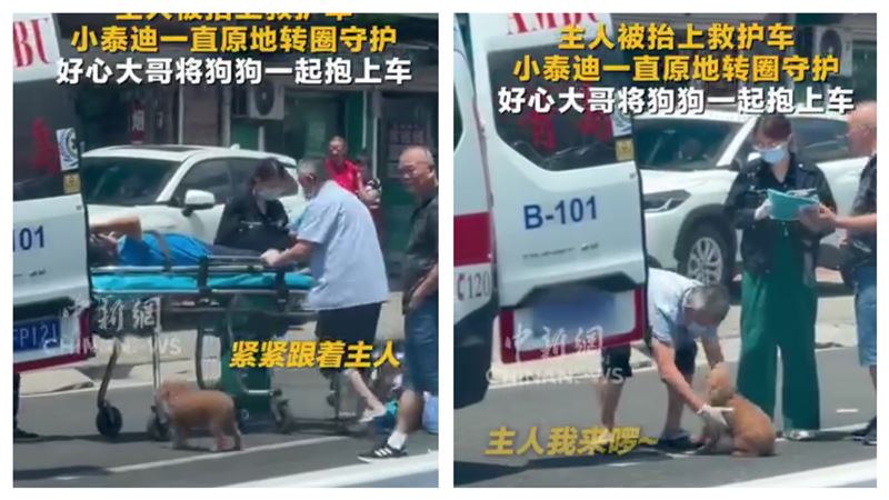 貴賓犬焦急地在現場不停繞圈打轉,隨車人員抱牠上車。(圖/翻攝自臉書)