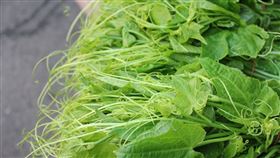 Gracilaria,龍鬚菜。(圖/翻攝自行政院農委會)