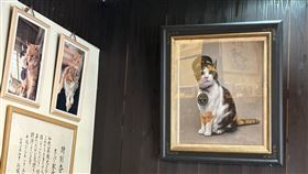 ▲日本貓咪站長貴志站「小玉站長」過世，現在由「二代玉」坐鎮。（圖／記者楊佩琪攝）