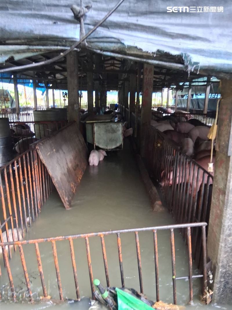 嘉義縣新港鄉豬圈淹水,數百豬隻受困。(圖/記者廖國雄攝影)