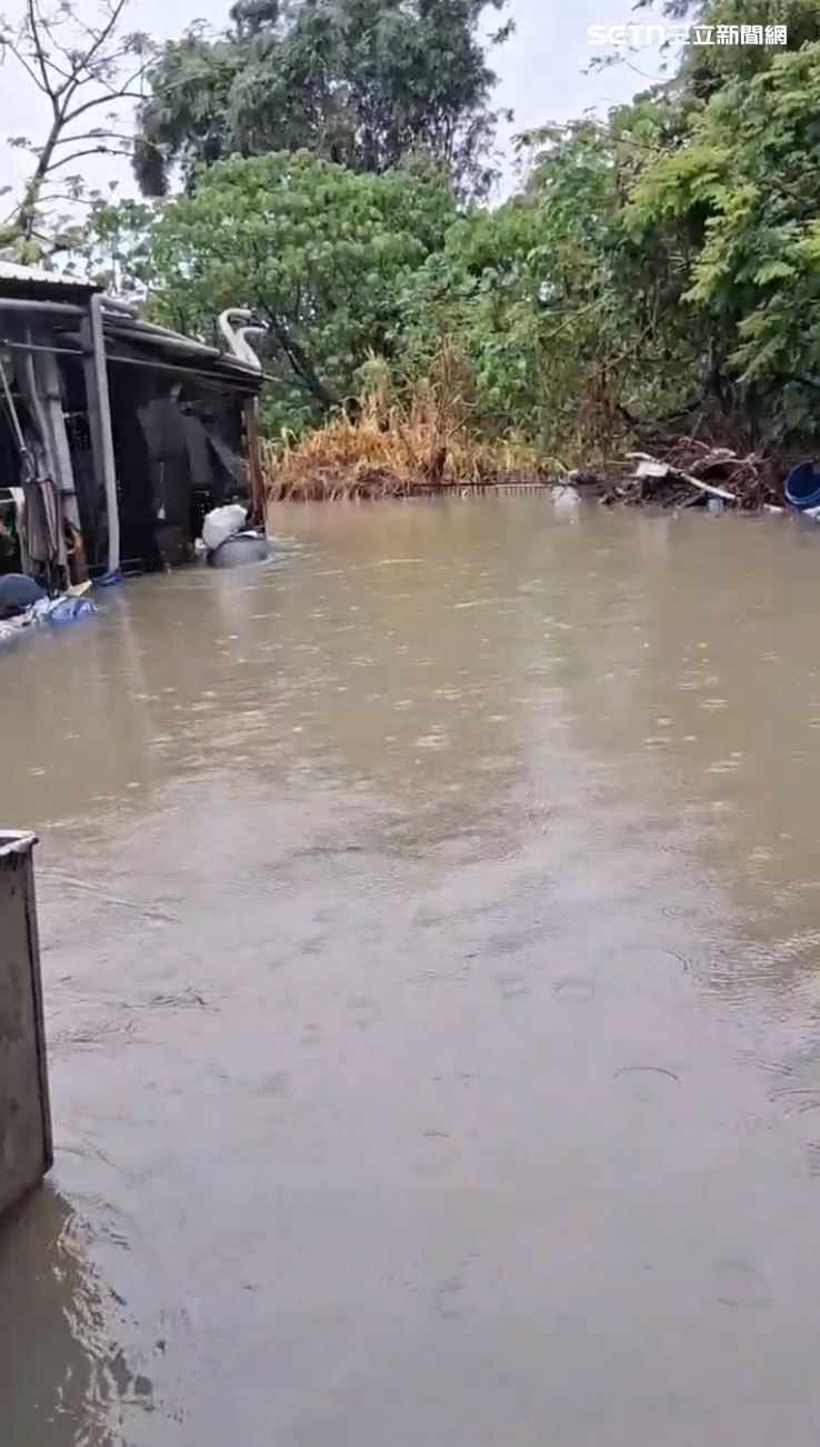 新港鄉低窪地區多處淹水,豬圈也無法倖免。(圖/記者廖國雄攝影)